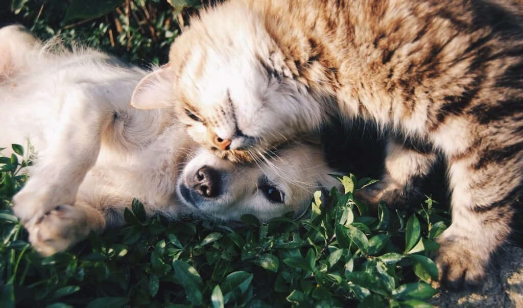 Os efeitos nos cães e gatos