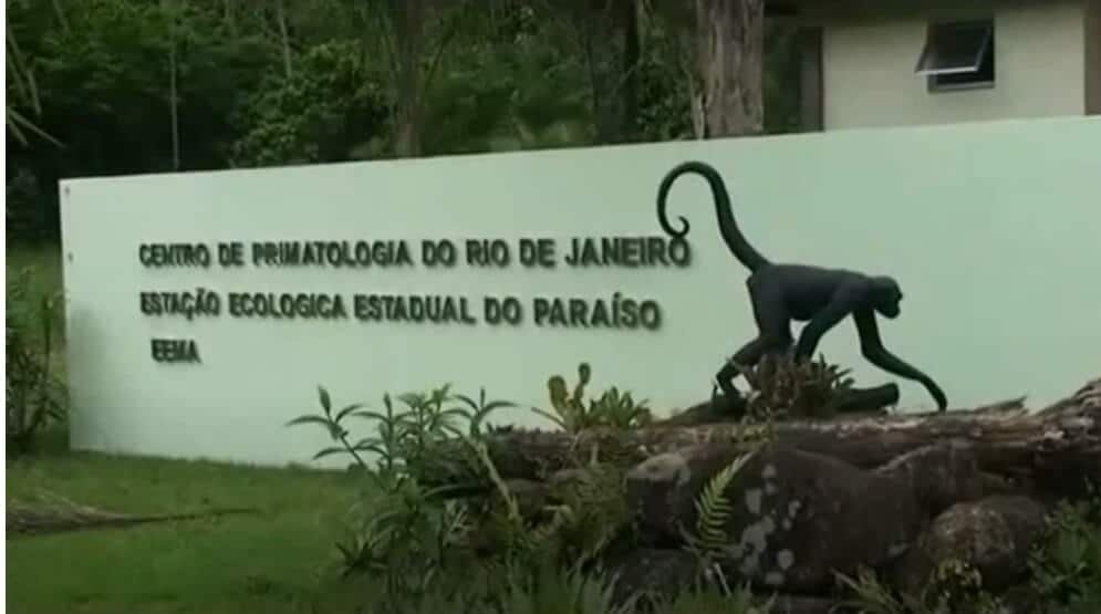 CPRJ primatas em extinção