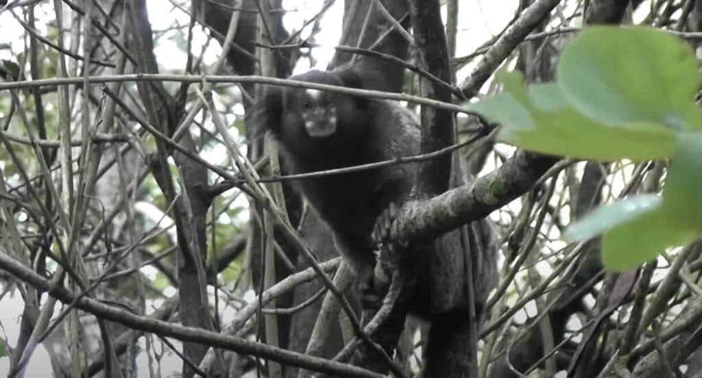 Flora e fauna de Guapimirim