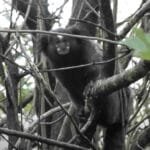 A exuberante flora e fauna de Guapimirim: descubra a beleza natural desta região!