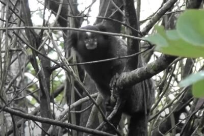 Flora e fauna de Guapimirim