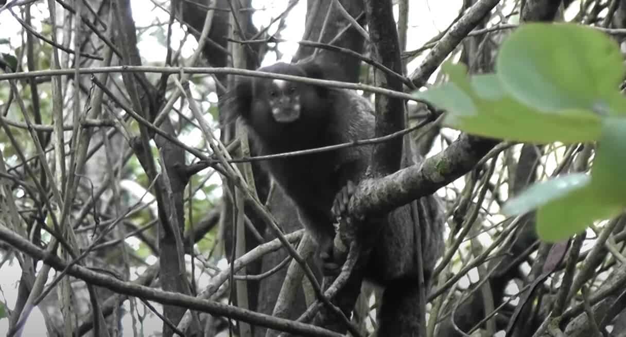 A exuberante flora e fauna de Guapimirim: descubra a beleza natural desta região!