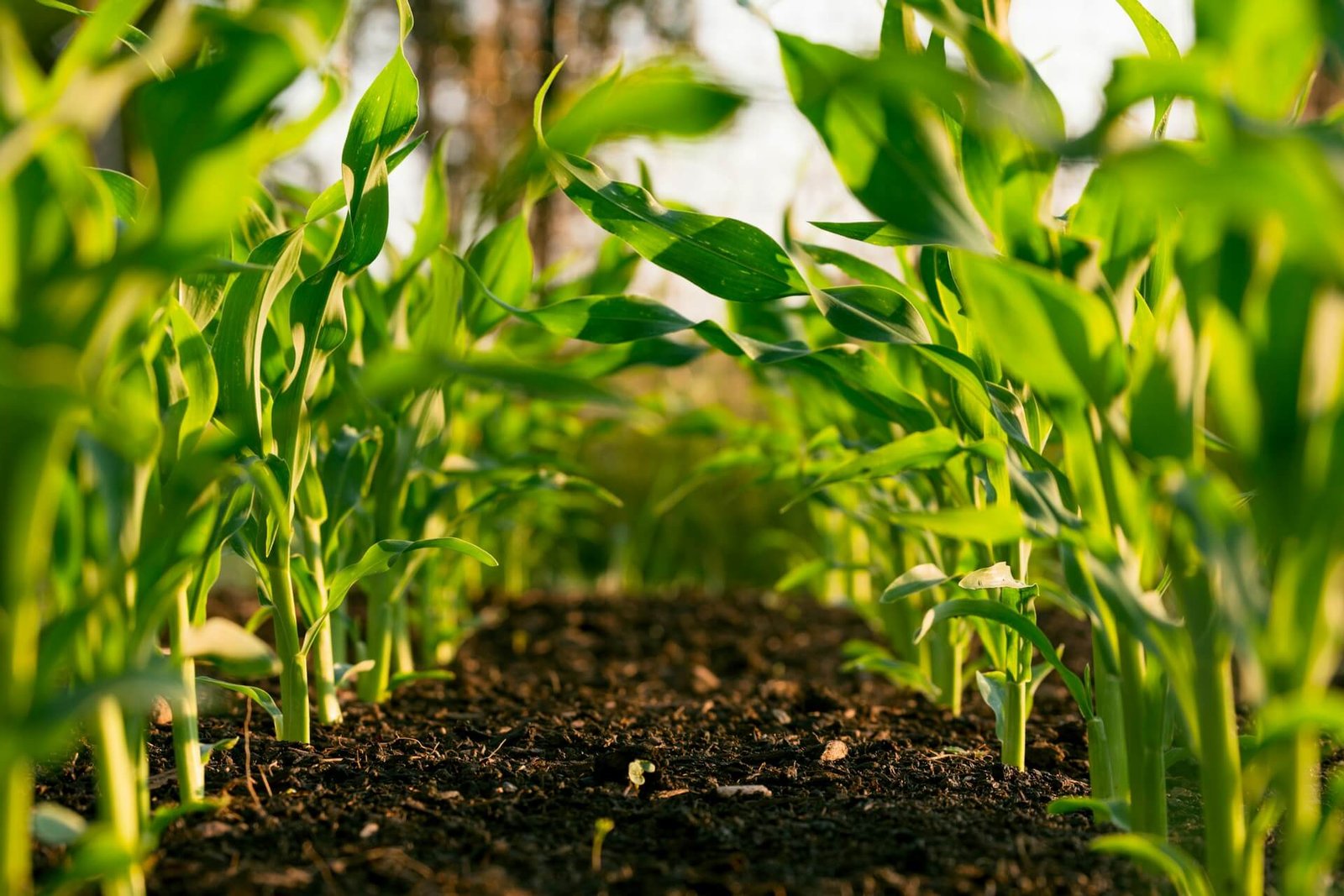 Guapimirim o potencial da Agricultura e Agropecuária na região