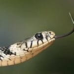 Acidentes com cobras em Guapimirim: o que fazer e para onde ir