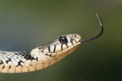 Picadas de cobras nas trilhas