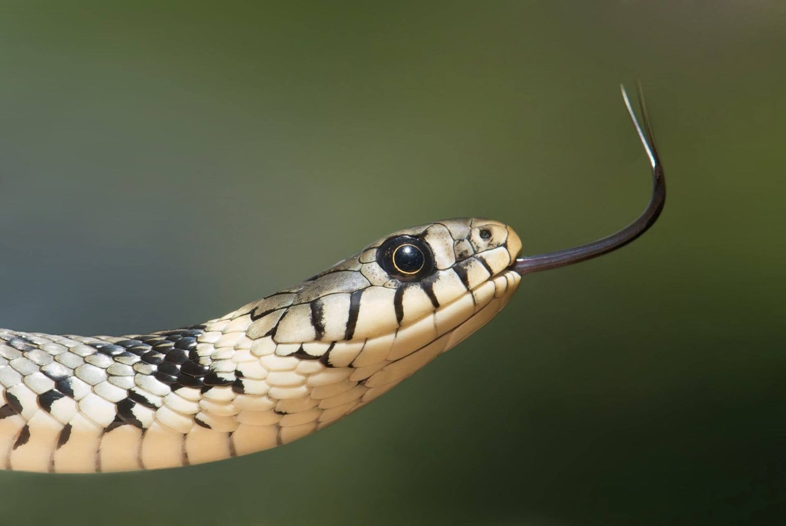 Acidentes com cobras em Guapimirim: o que fazer e para onde ir