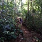 Trilha da Paca Guapimirim - Um convite ao coração da Mata Atlântica