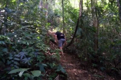 Trilha da Paca Guapimirim - Um convite ao coração da Mata Atlântica Trilha da Paca em Guapimirim