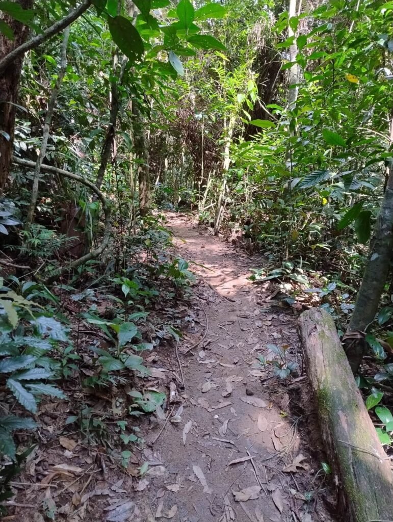 As melhores trilhas de Guapimirim para visitar.