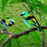 Visite Guapimirim - Descubra o paraíso das aves