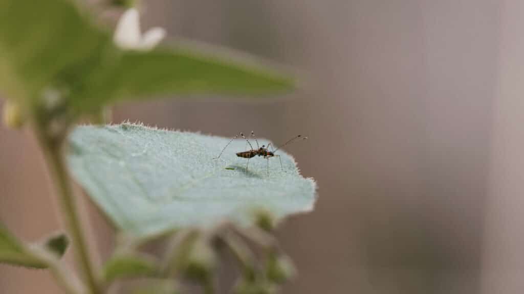 Dengue no Rio de Janeiro