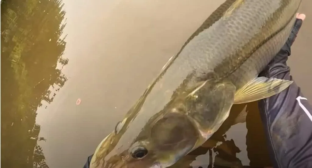 Pesca de robalo no rio Guapi-Macacu e Guaraí Pesca de robalo