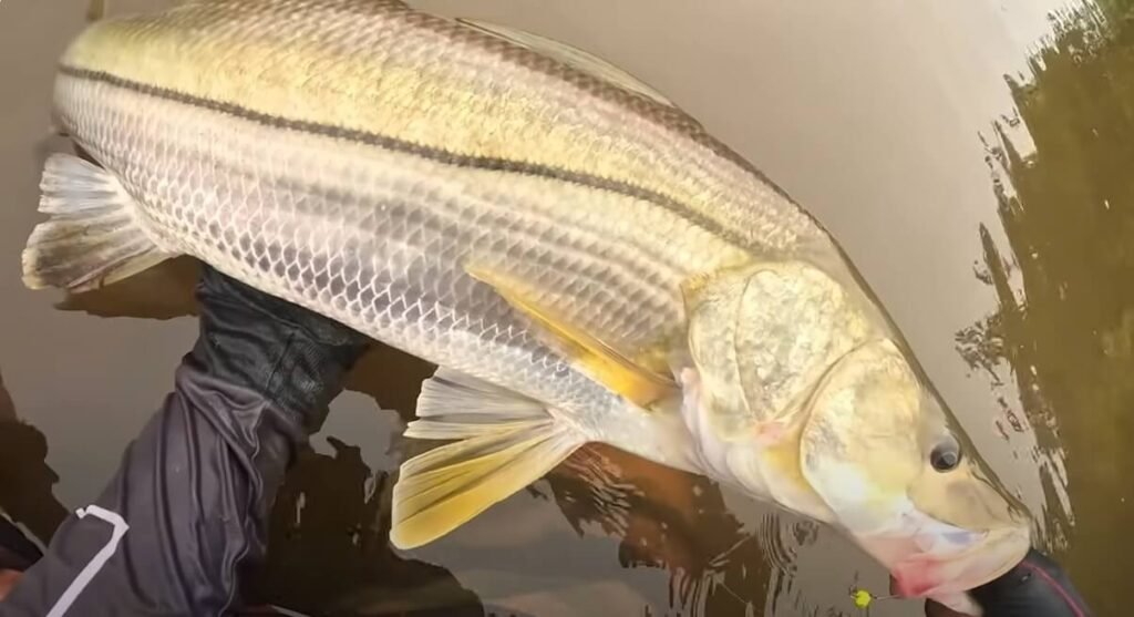 Pesca de robalo no rio Guapi Macacu