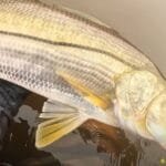 Pesca de robalo no rio Guapi-Macacu e Guaraí