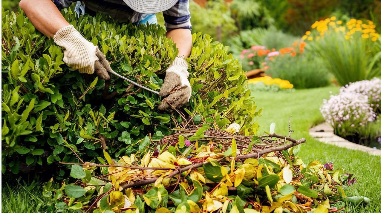 De restos de poda a adubo: técnica simples e beneficia o meio ambiente!