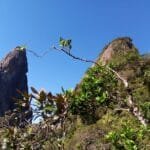 Cabeça de Peixe em Guapimirim