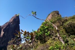 Cabeça de Peixe em Guapimirim