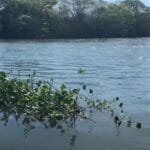 Descubra o Pantanal Fluminense: Passeio de barco em Guapimirim