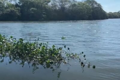 Conheça o Pantanal Fluminense e curta um passeio de barco em Guapimirim.