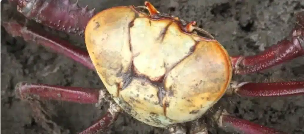 Conheça tudo sobre o período de defeso do Caranguejo-Uçá.