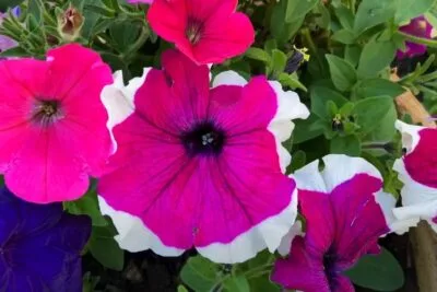 Conheça as plantas que ajudam a refrescar o ambiente e a sua casa.