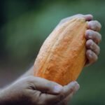 O cacau de Guapimirim como você nunca viu antes
