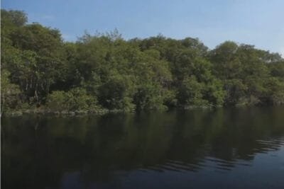 Visite a Área de Preservação Ambiental de Guapimirim.